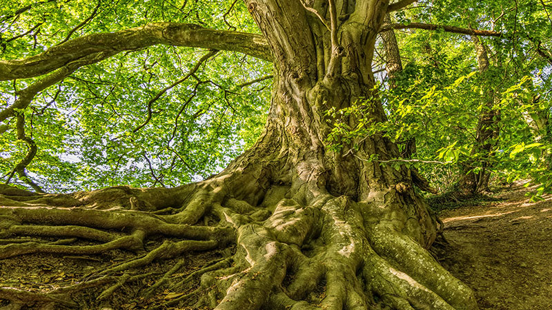 Photo of a tree with sprawling roots. The tree is large and has green leaves; blue sky is visible through the leaves. The roots are entangled with one another and with the earth in the foreground of the image.